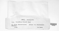 Rosellinia niesslii image